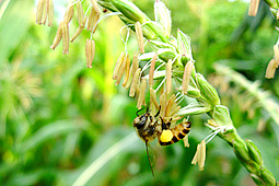 <a href='/'>Ong mật vinh hoa</a>